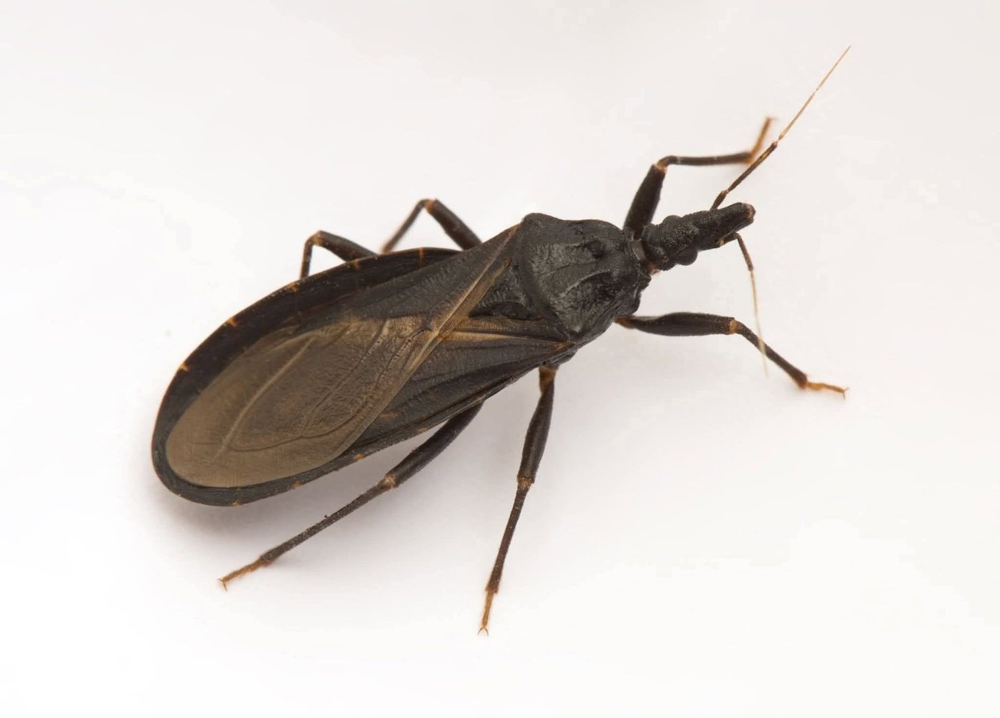 La vinchuca, insecto que produce el mal de Chagas