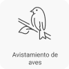 Aves