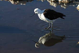Avoceta Andina
