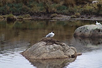 Gaviota Andina