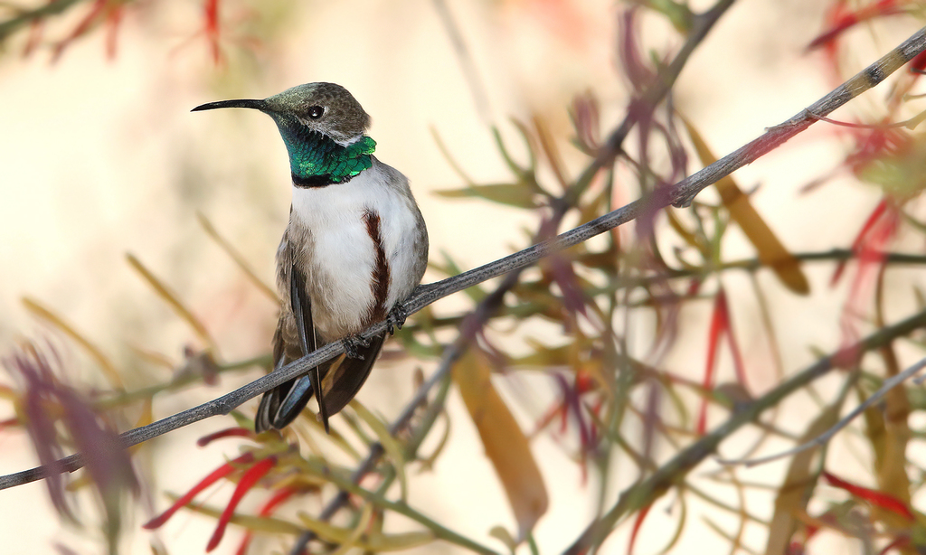 Colibrí Puneño
