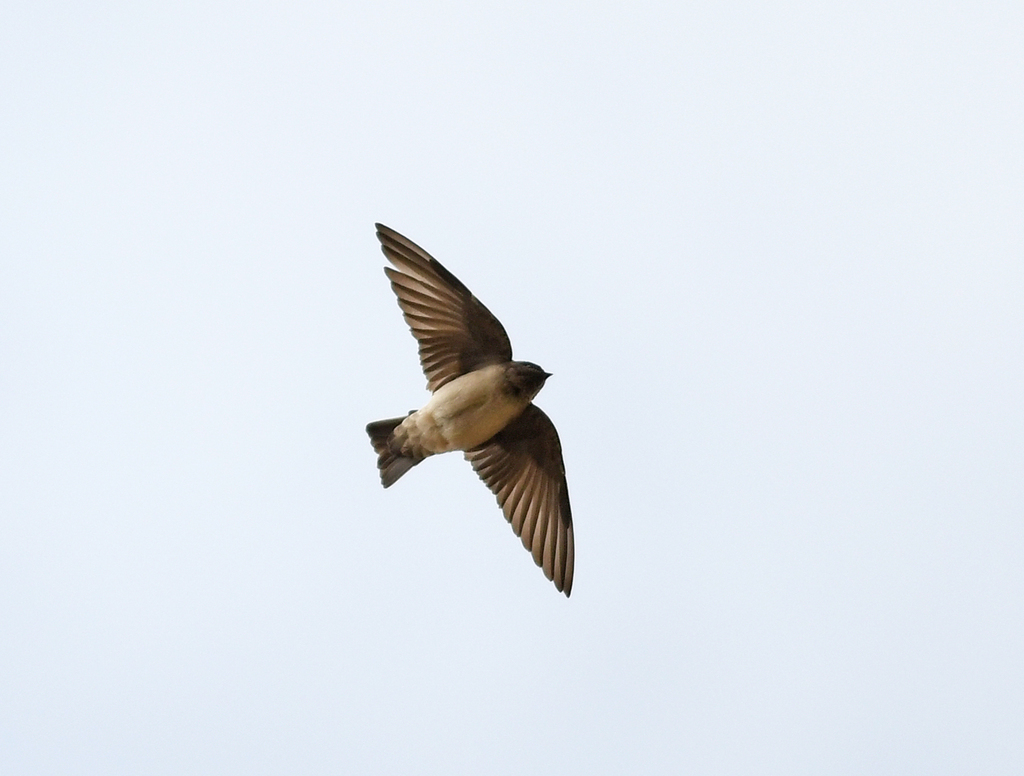 Golondrina Andina