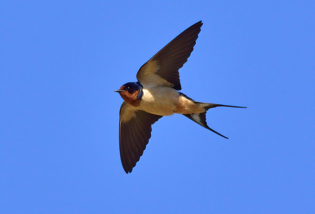 Golondrina Común