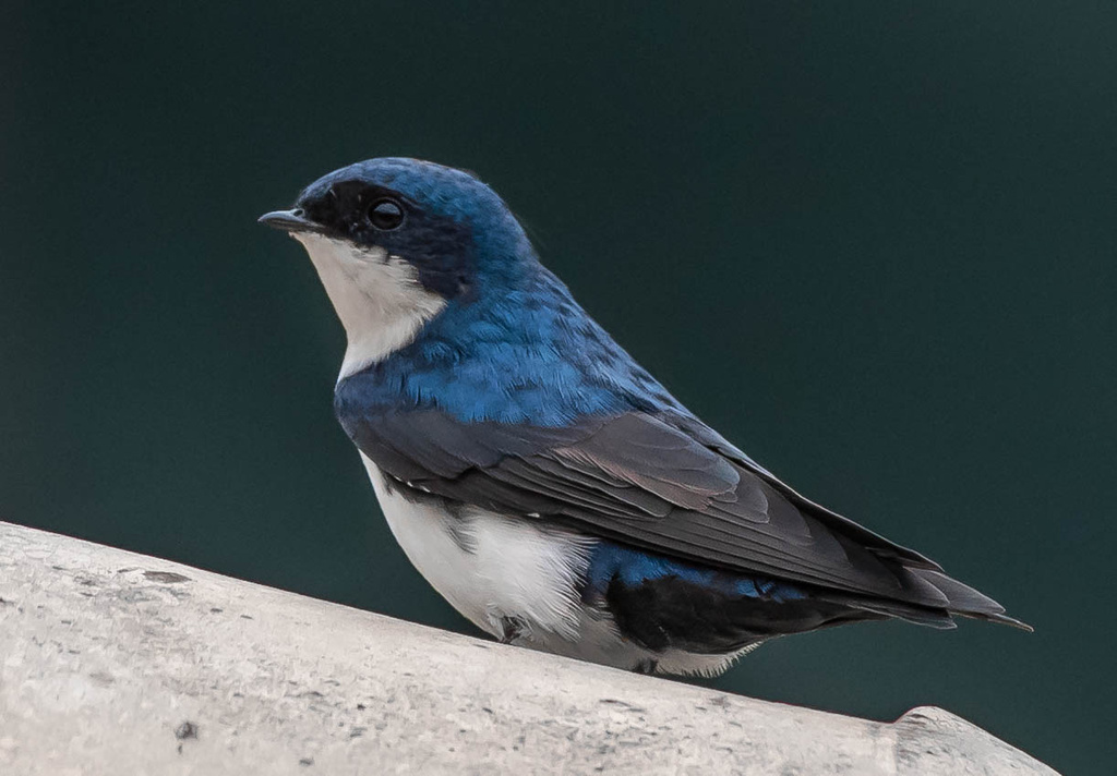 Golondrina Barranquera