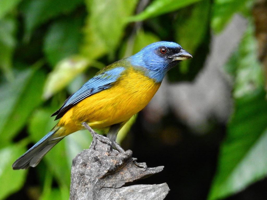 Tangara Naranjera