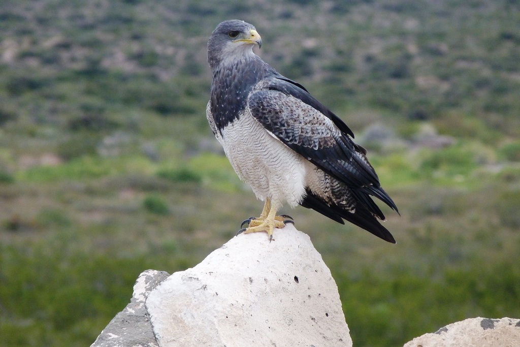Águila Mora
