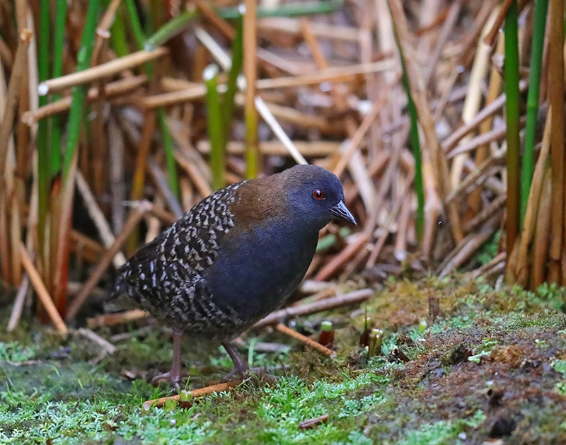 Polluela Negruzca