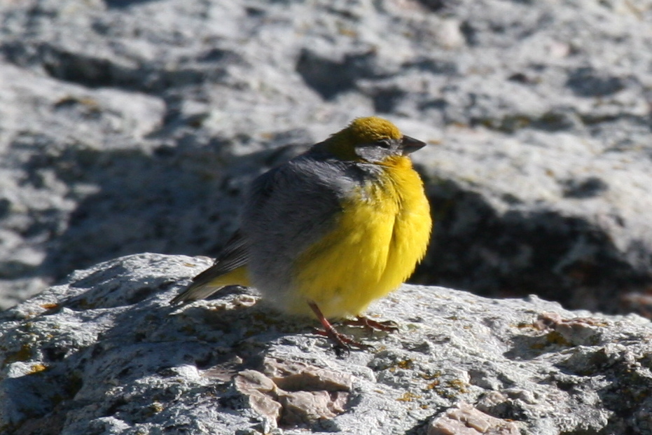 Chirigüe Culigualdo