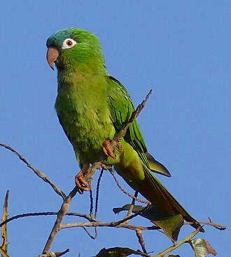 Aratinga Cabeciazul