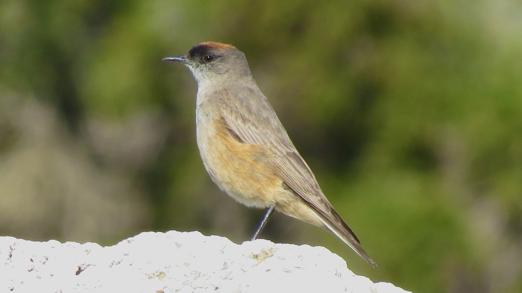 Dormilona Canela