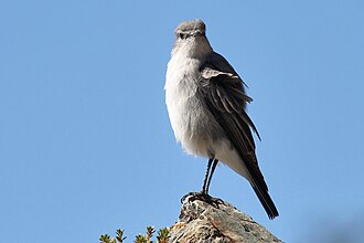 Dormilona Cenicienta