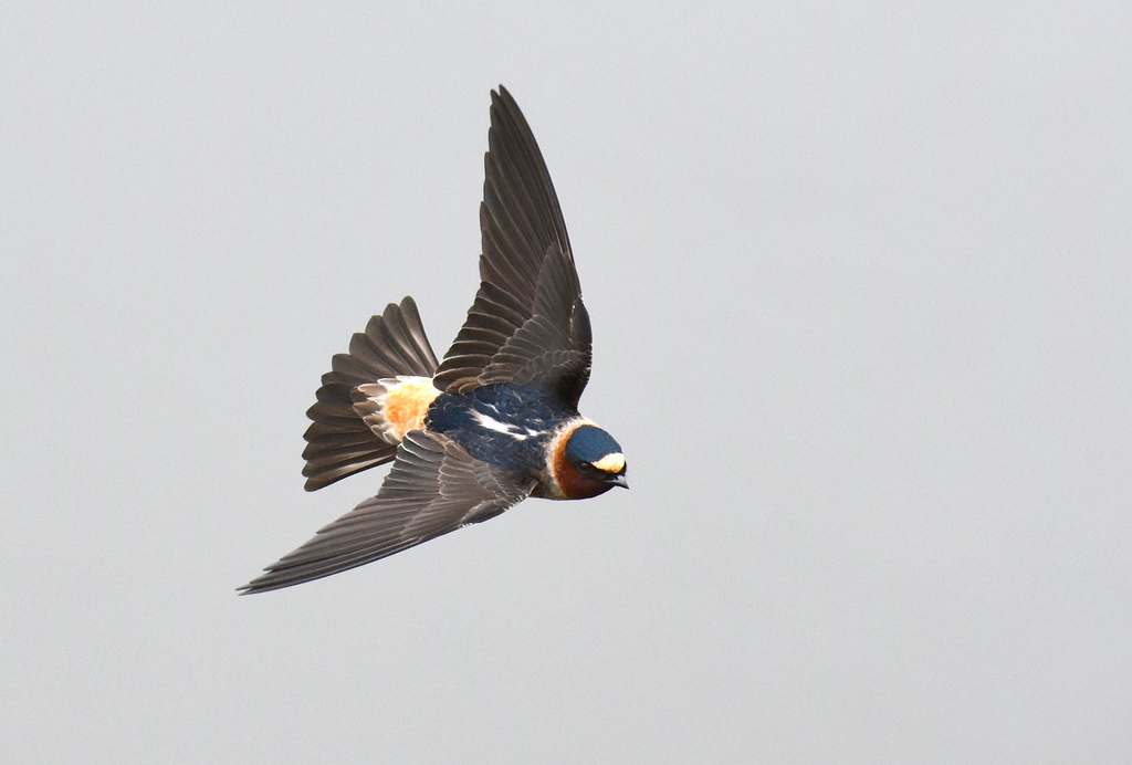 Golondrina Risquera