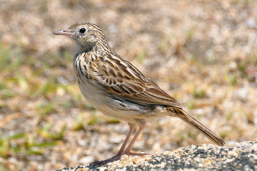 Bisbita Correndera