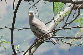 Columbina Quiquagua