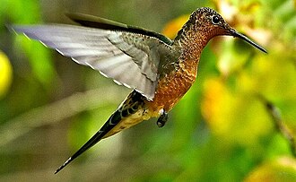 Colibrí Gigante