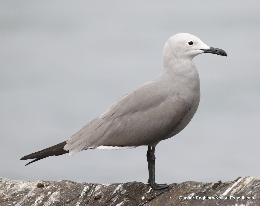Gaviota Garuma