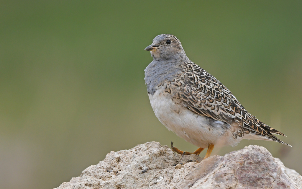 Agachona Mediana