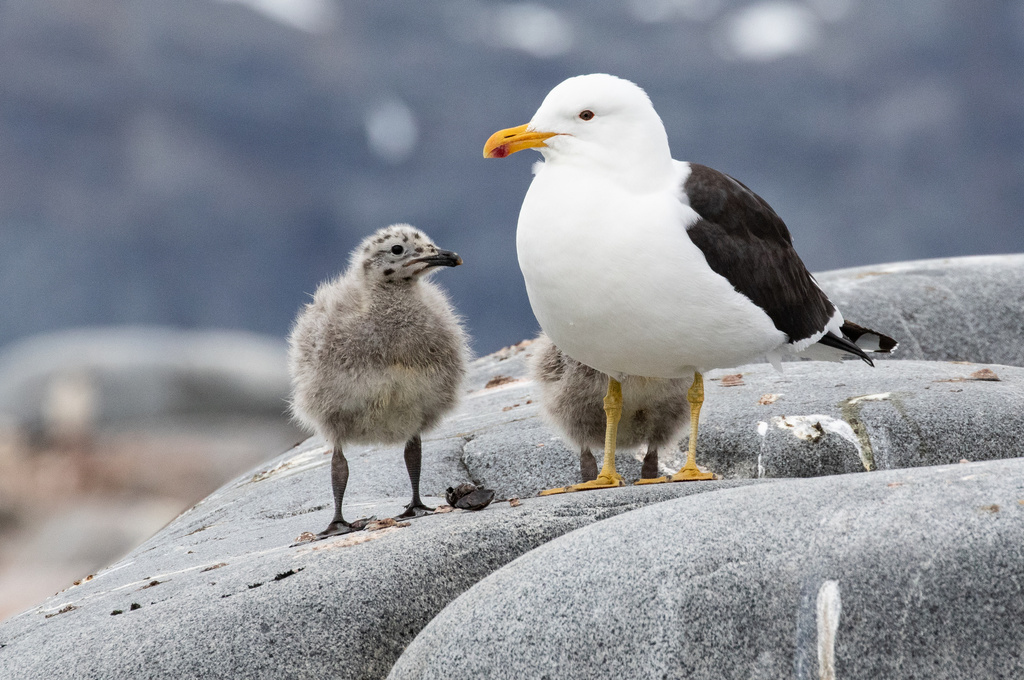 Gaviota Cocinera