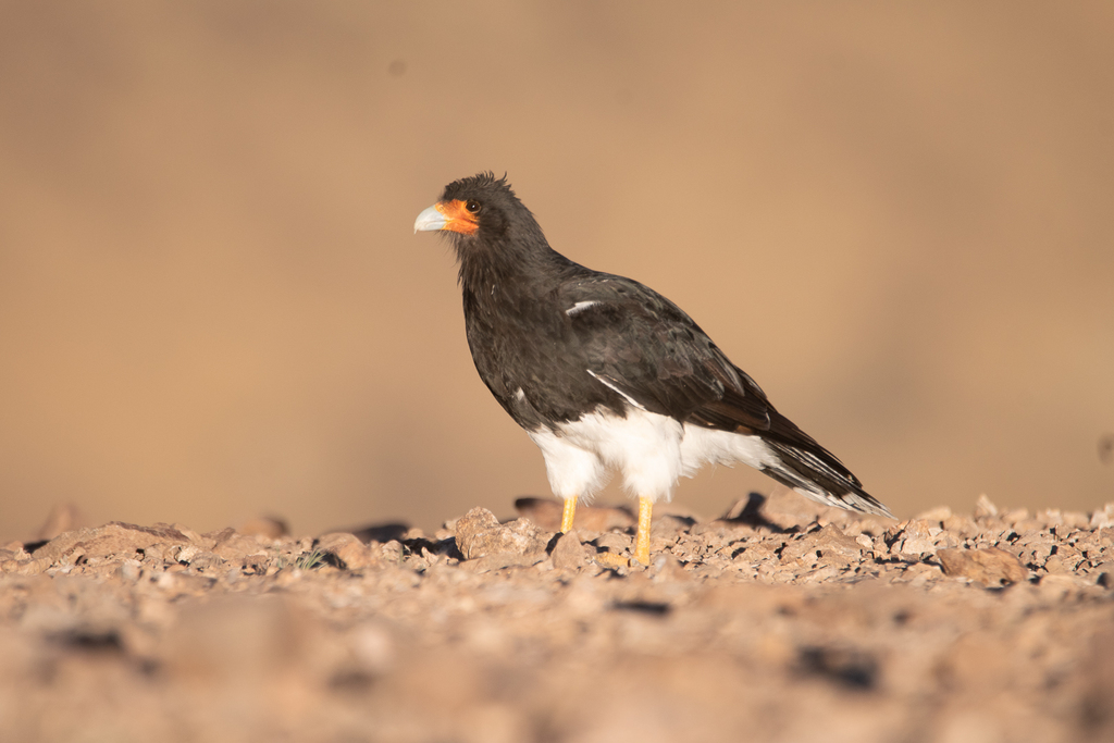 Caracara Andino