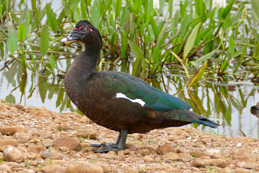 Pato Criollo