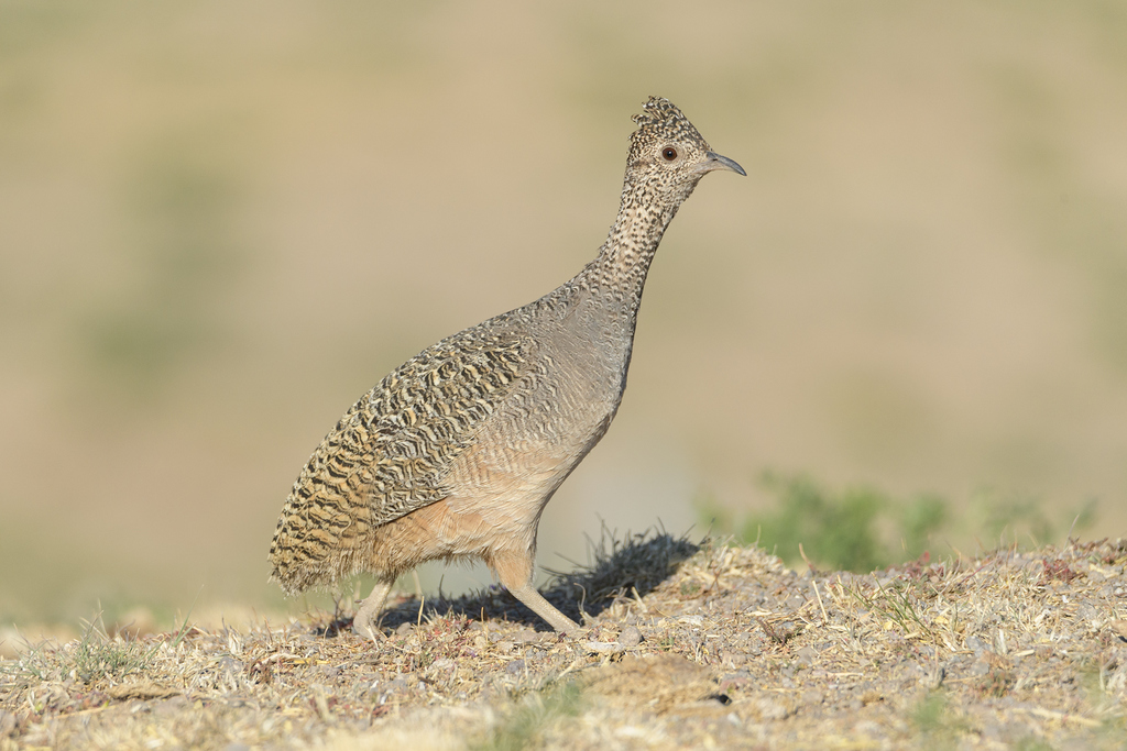 Tinamú Pisacca