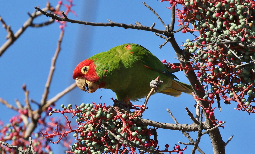 Aratinga de Guayaquil