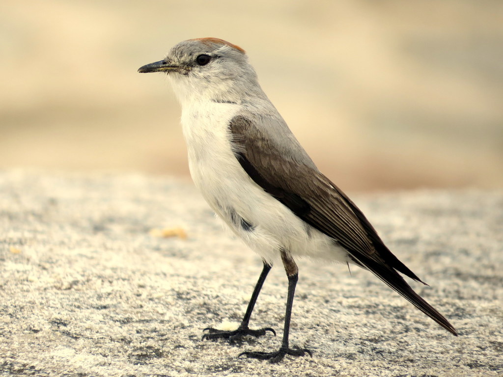 Dormilona Nuquirroja