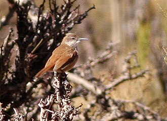 Bandurrita Piquirrecta
