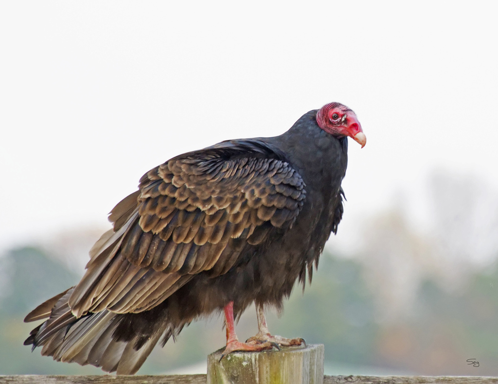 Aura Gallipavo