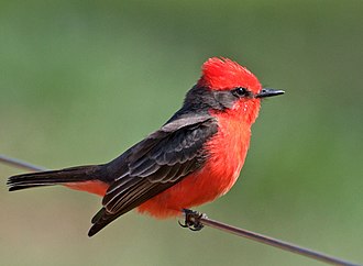 Mosquero Cardenal