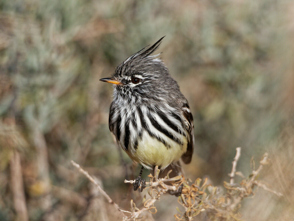 Cachudito Piquiamarillo