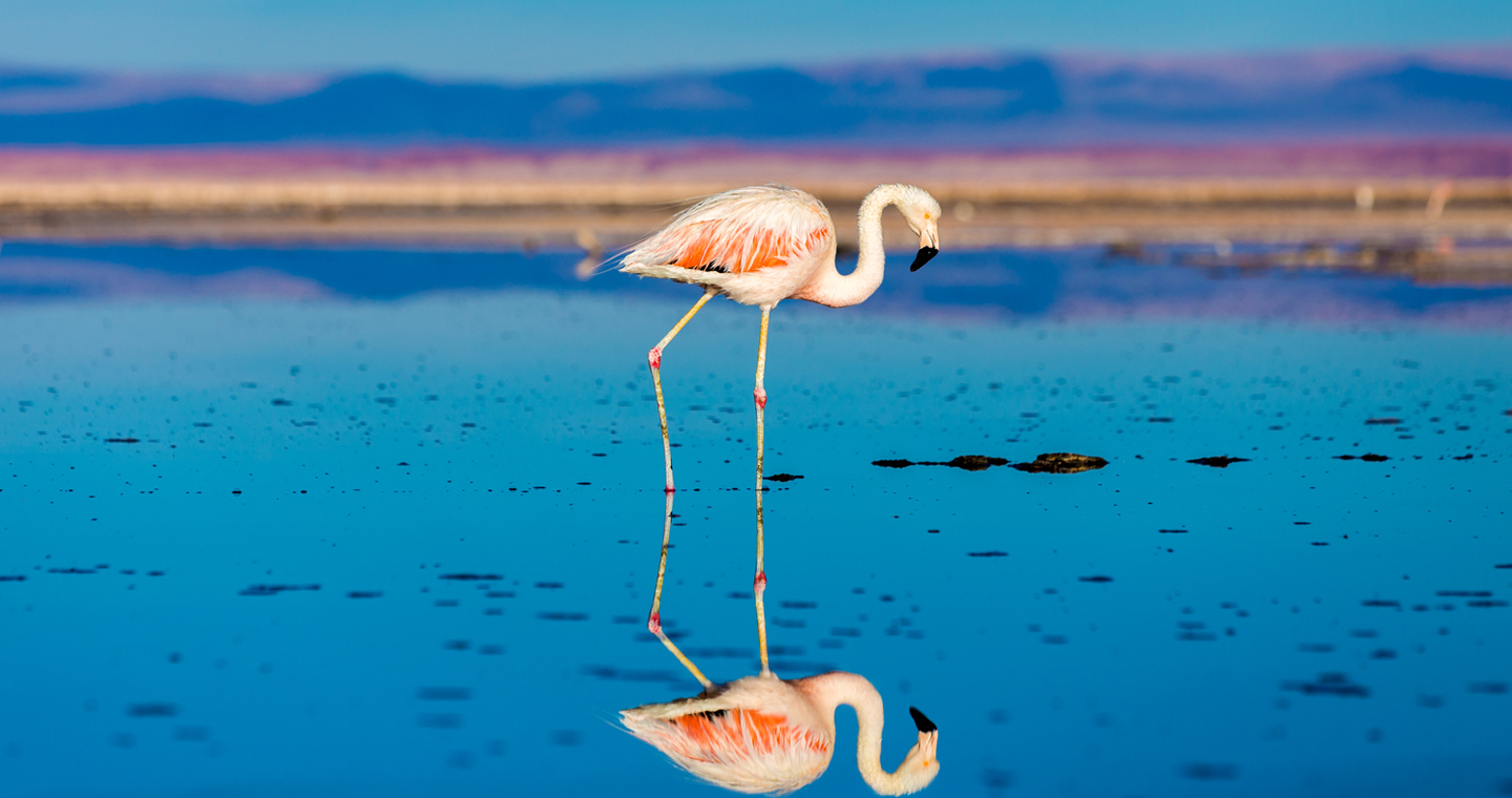 Flamingos in Salar del Huasco